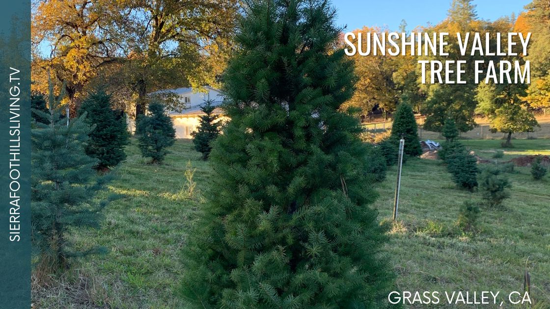 Sunshine Valley Tree FarmA Grass Valley Christmas Tradition